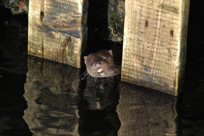 Species Focus- Eurasian Otter (Lutra lutra)