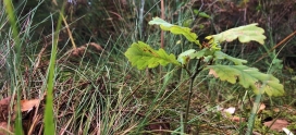 Species Focus- Oak (Quercus spp.)
