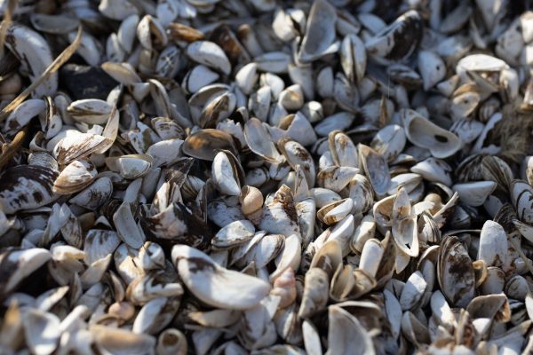 zebra mussel