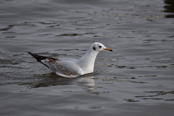 Black-headed Gull
