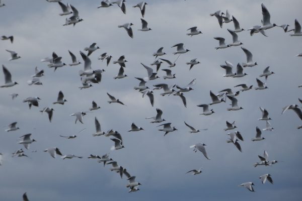 Black-headed Gulls