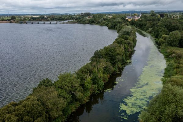 Blue Green Algae