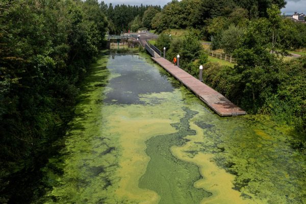 Blue Green Algae