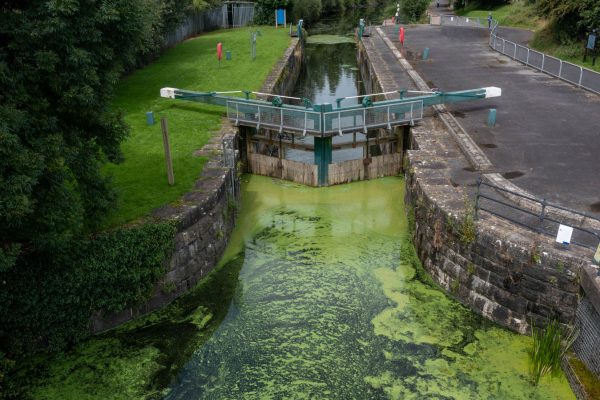 Blue Green Algae