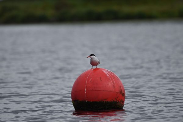 Common Tern