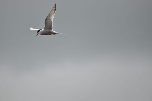 Common Tern in flight