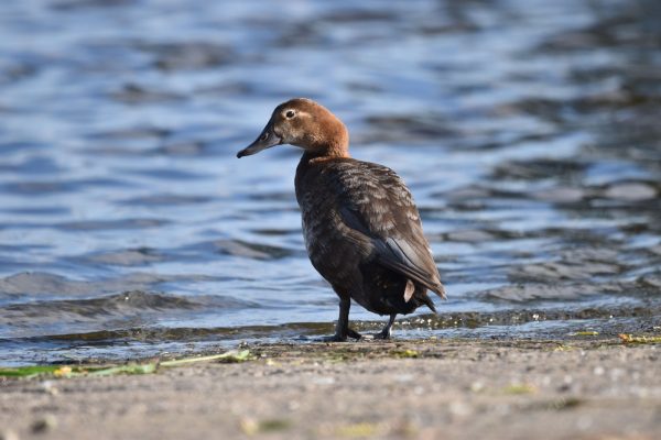 Female Pochard