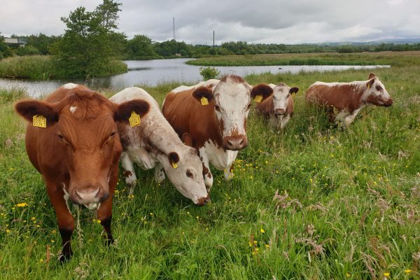 Cows