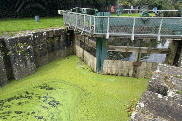 Blue Green Algae