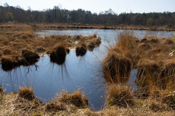 Peatlands Area