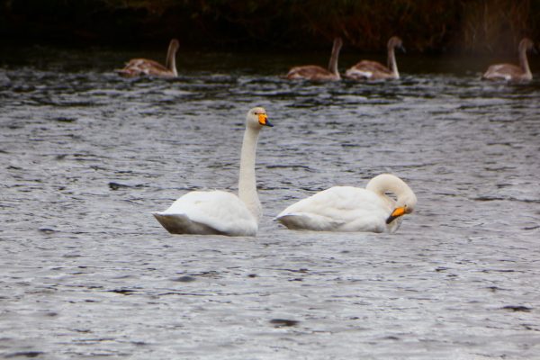 Whoopers