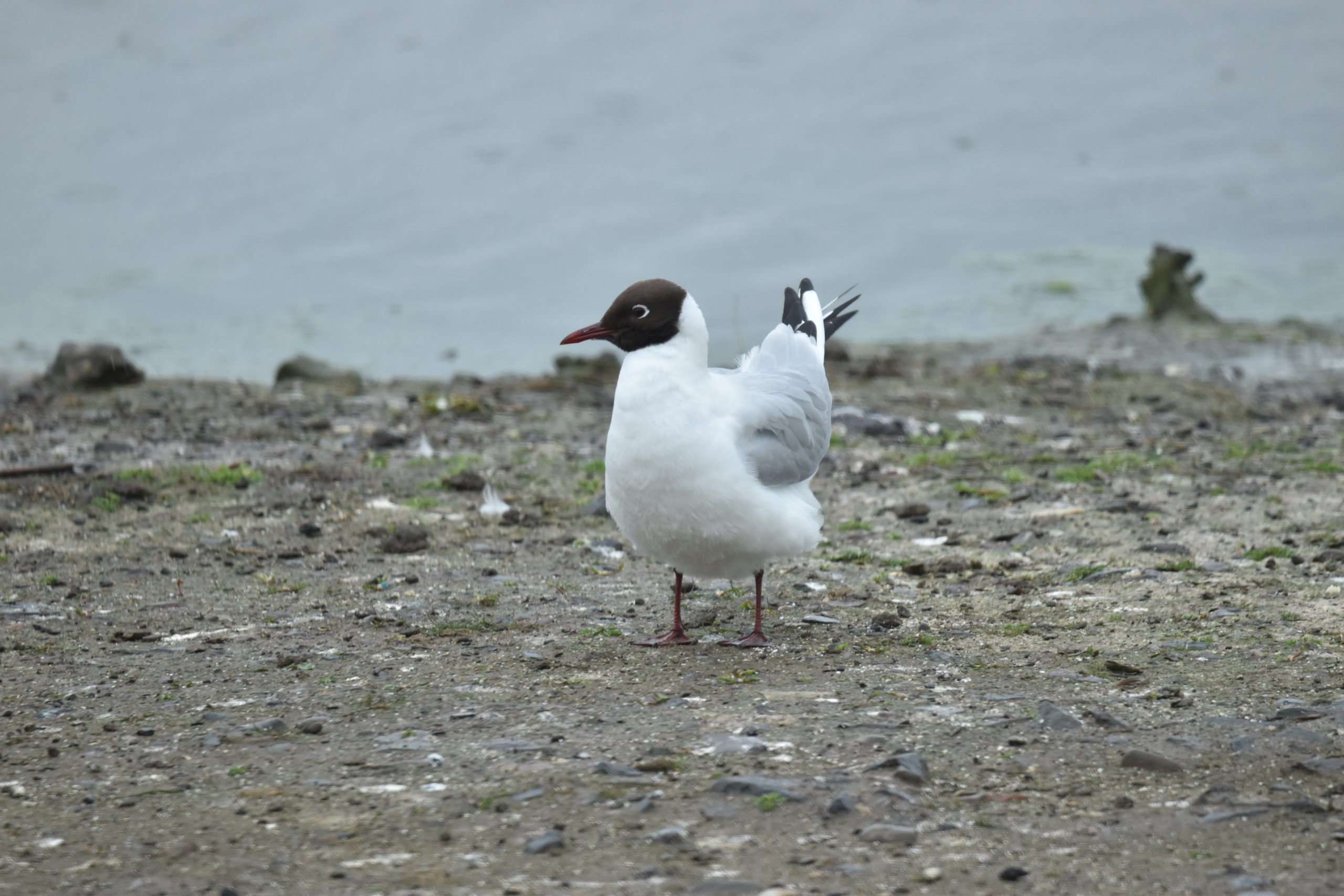 Monitoring Lough Neagh’s Island Breeding Birds