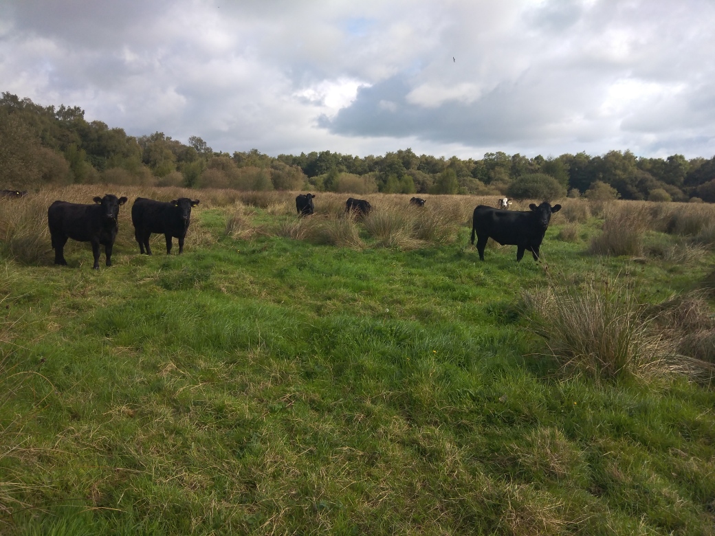 Habitat Management at Killycolpy
