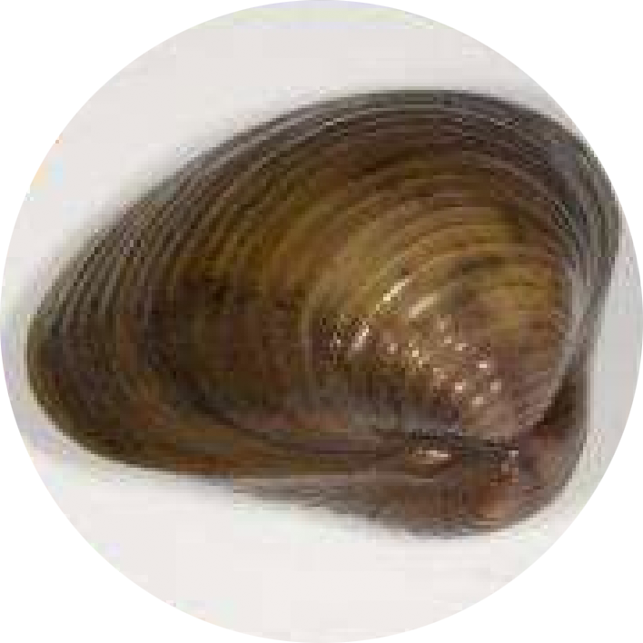 asian-clam
