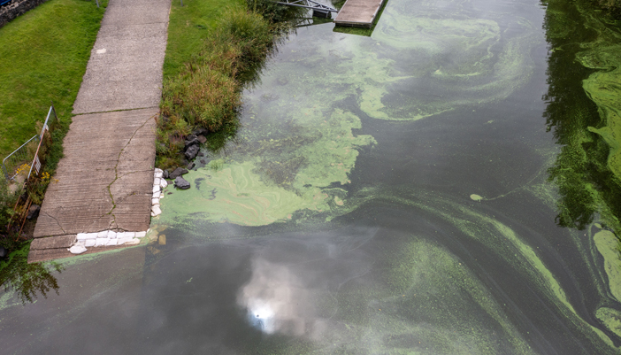 blue-green-algae