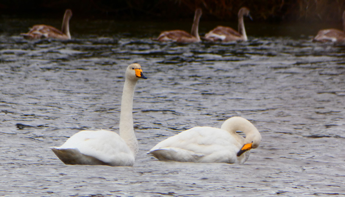 whooper swan