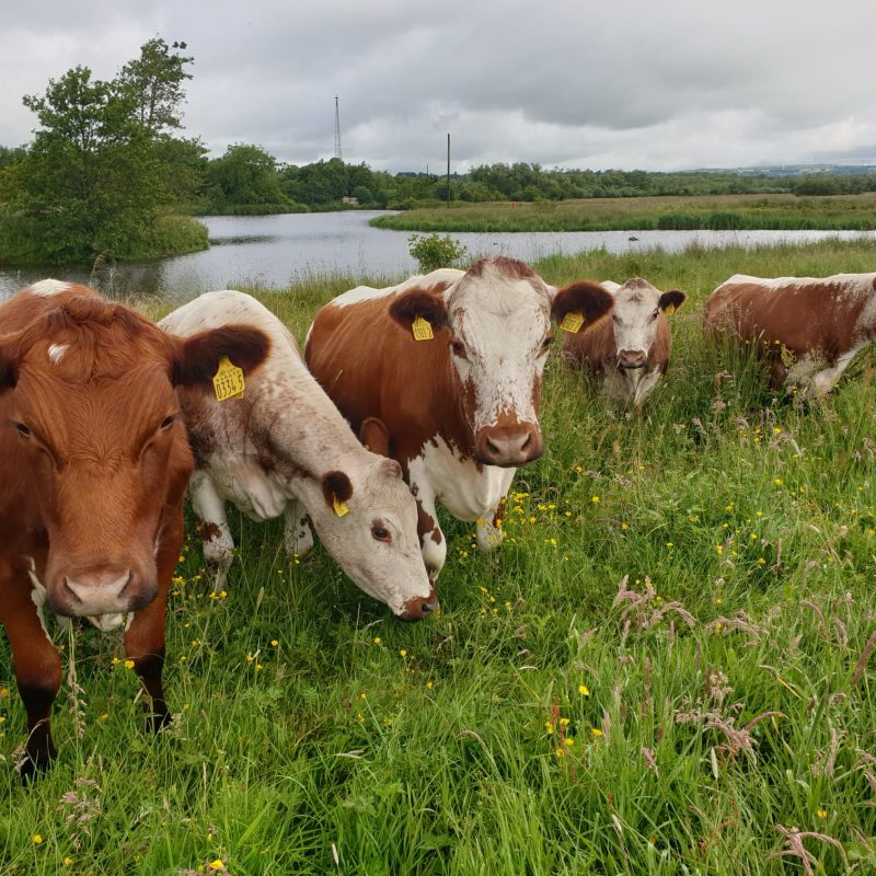 Livestock grazing in farmland as part of nature-friendly farming.