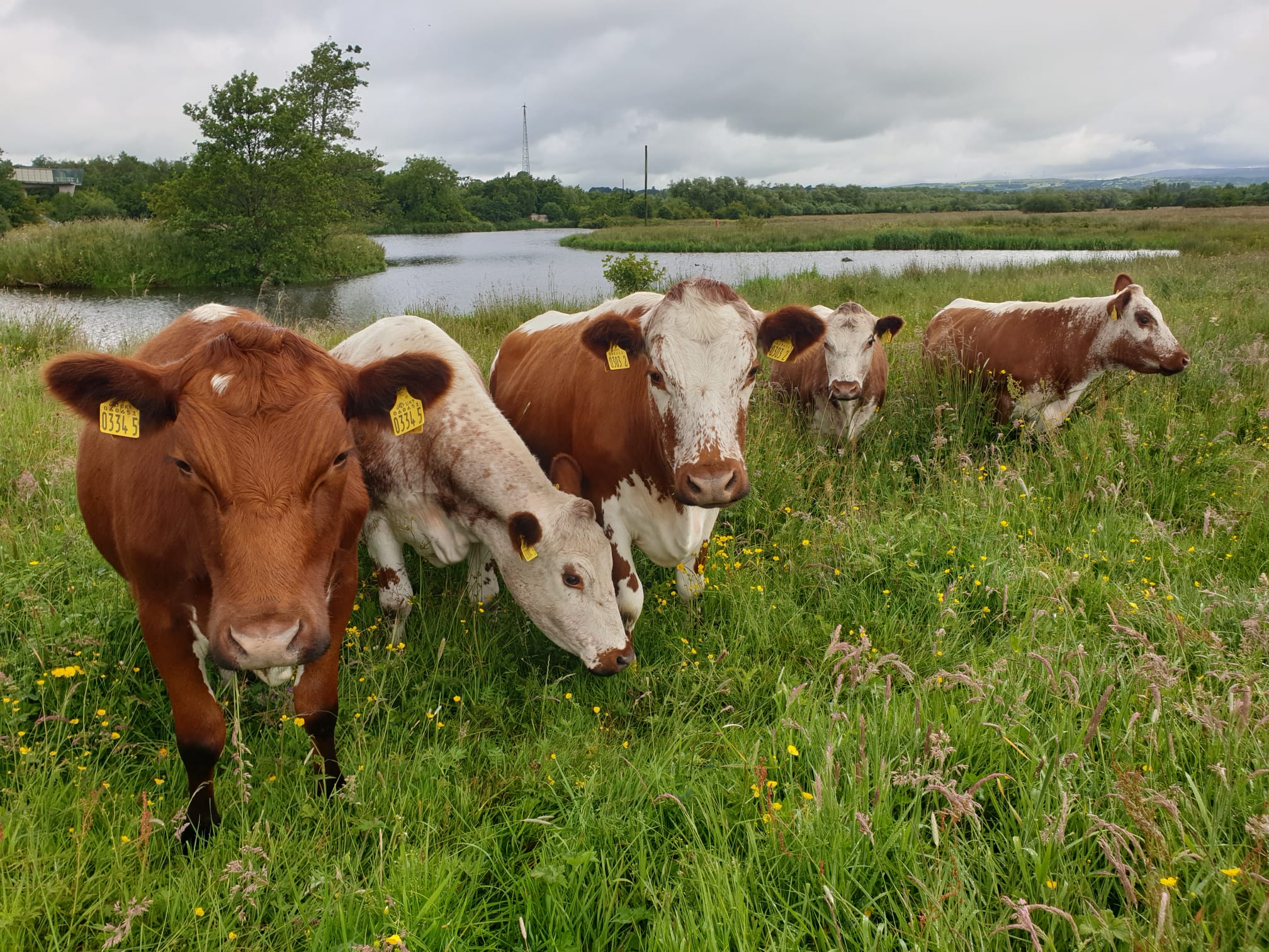 Livestock grazing in farmland as part of nature-friendly farming.