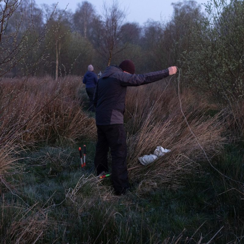 Bird Ringing at Killycolpy Lough Neagh